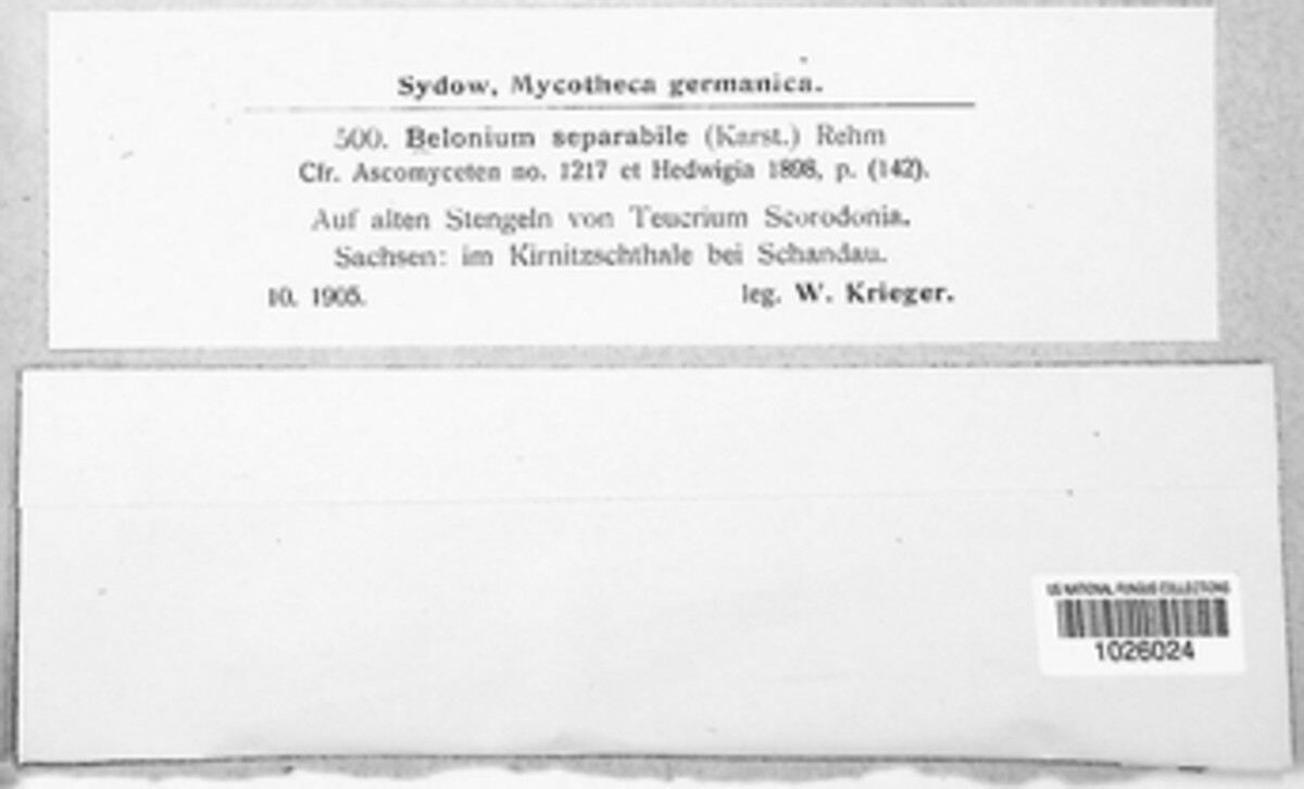 Phialina separabilis image